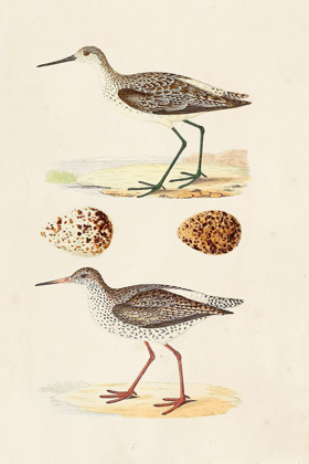 Picture of SANDPIPERS AND EGGS II
