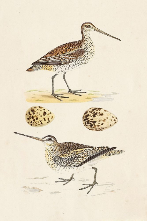 Picture of SANDPIPERS AND EGGS III