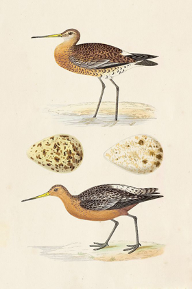 Picture of SANDPIPERS AND EGGS IV