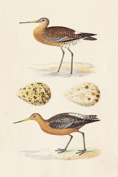 Picture of SANDPIPERS AND EGGS IV