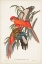 Picture of TROPICAL PARROTS I