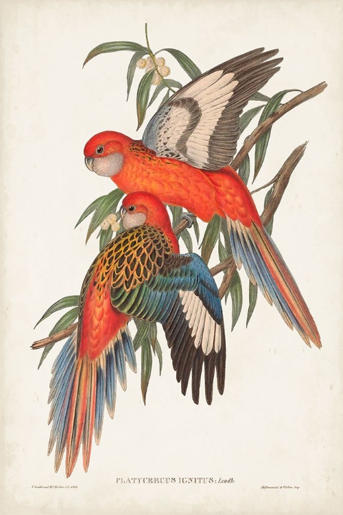 Picture of TROPICAL PARROTS I