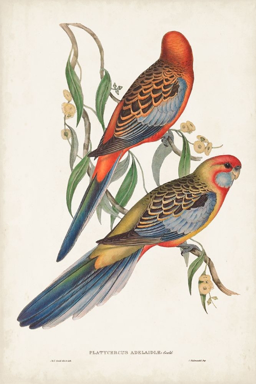 Picture of TROPICAL PARROTS II