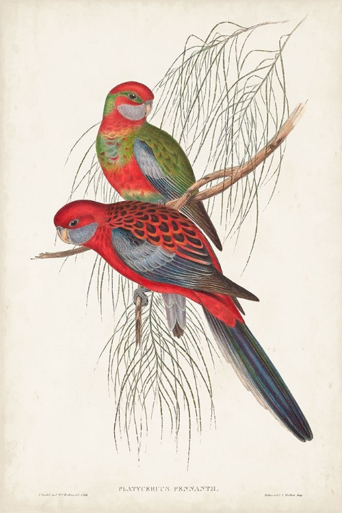 Picture of TROPICAL PARROTS III