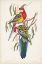 Picture of TROPICAL PARROTS IV