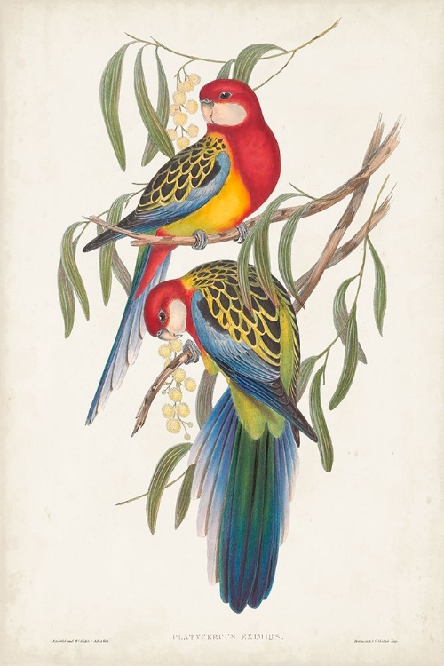 Picture of TROPICAL PARROTS IV