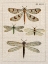 Picture of DRAGONFLY STUDY I