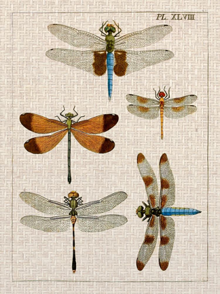 Picture of DRAGONFLY STUDY II