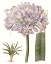 Picture of LAVENDER BEAUTIES VI