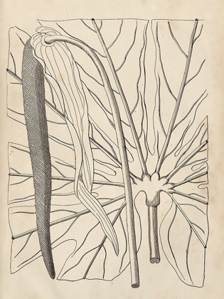 Picture of DISTINCTIVE LEAVES IV