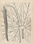 Picture of DISTINCTIVE LEAVES IV