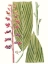 Picture of LEAVES OF THE TROPICS III
