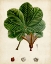 Picture of VERDANT FOLIAGE II