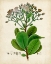 Picture of VERDANT FOLIAGE VIII