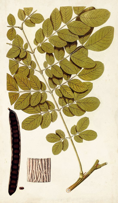 Picture of LEAF VARIETIES I