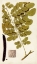 Picture of LEAF VARIETIES I
