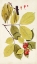 Picture of LEAF VARIETIES II