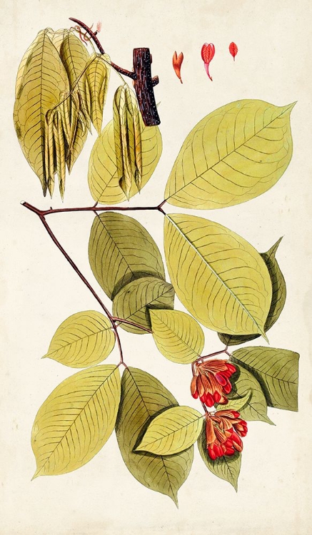 Picture of LEAF VARIETIES II