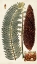 Picture of LEAF VARIETIES IV