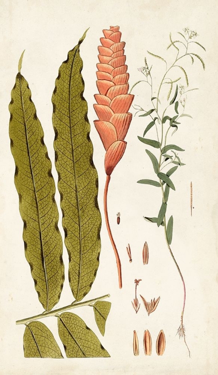 Picture of LEAF VARIETIES VII