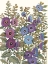 Picture of HOLLYHOCKS IN BLOOM I