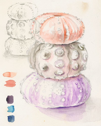 Picture of SEA URCHIN SKETCHES I