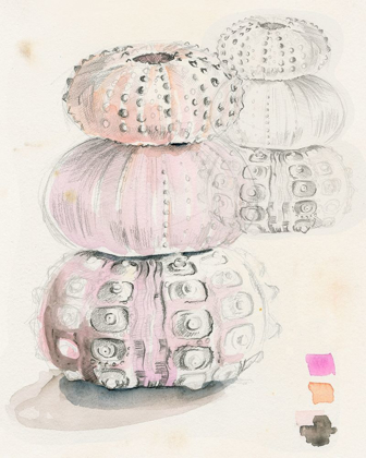 Picture of SEA URCHIN SKETCHES II