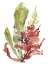 Picture of SEAWEED GARDEN I