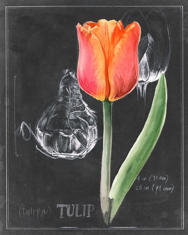 Picture of CHALKBOARD FLOWER III