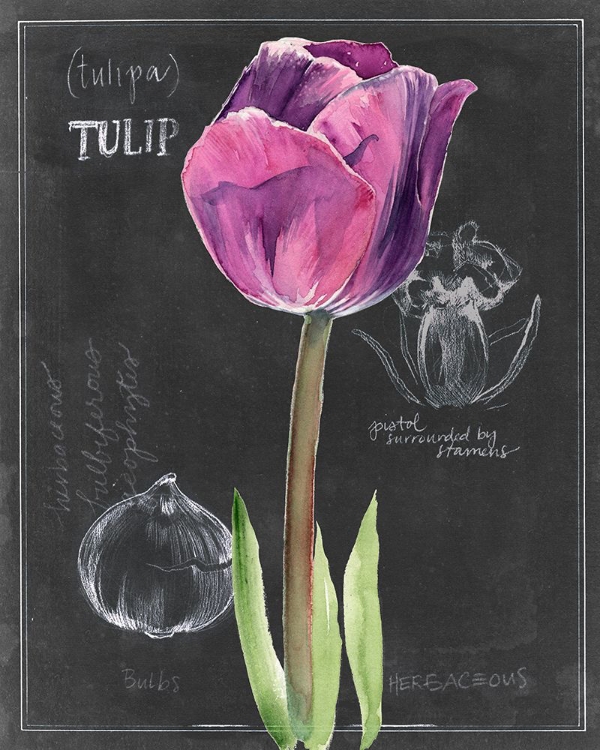 Picture of CHALKBOARD FLOWER IV