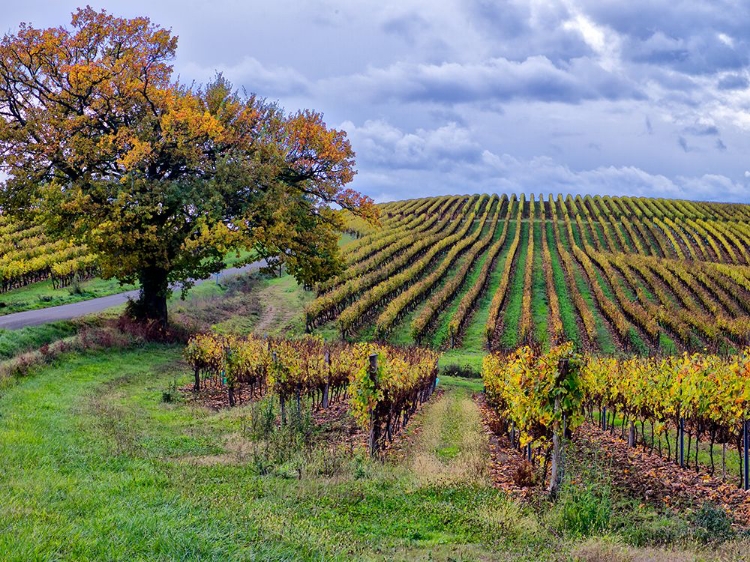 Picture of PASTORAL COUNTRYSIDE I