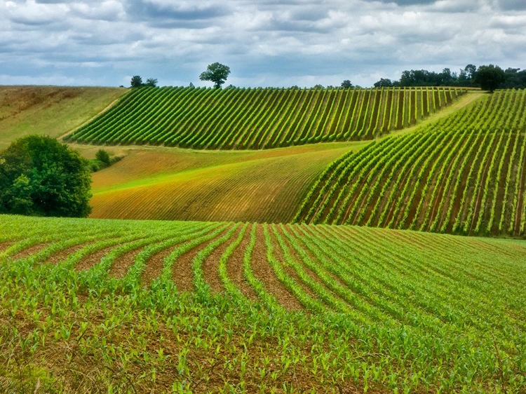 Picture of PASTORAL COUNTRYSIDE VI