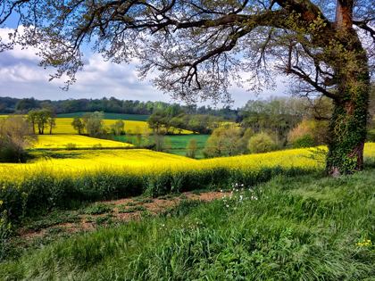 Picture of PASTORAL COUNTRYSIDE XIV