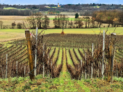 Picture of PASTORAL COUNTRYSIDE XVI