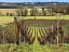 Picture of PASTORAL COUNTRYSIDE XVI