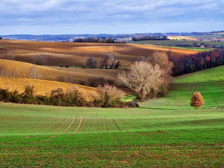 Picture of PASTORAL COUNTRYSIDE XVII