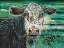 Picture of MARSHLAND COW II