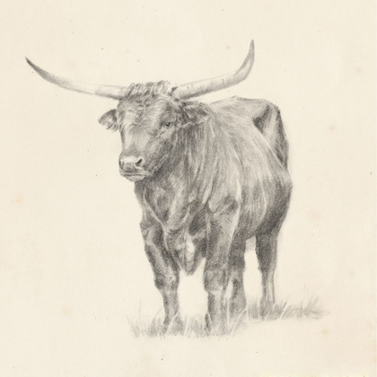 Picture of LONGHORN STEER SKETCH I