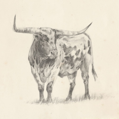 Picture of LONGHORN STEER SKETCH II