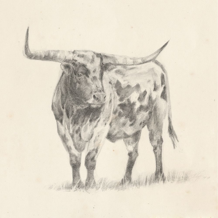 Picture of LONGHORN STEER SKETCH II