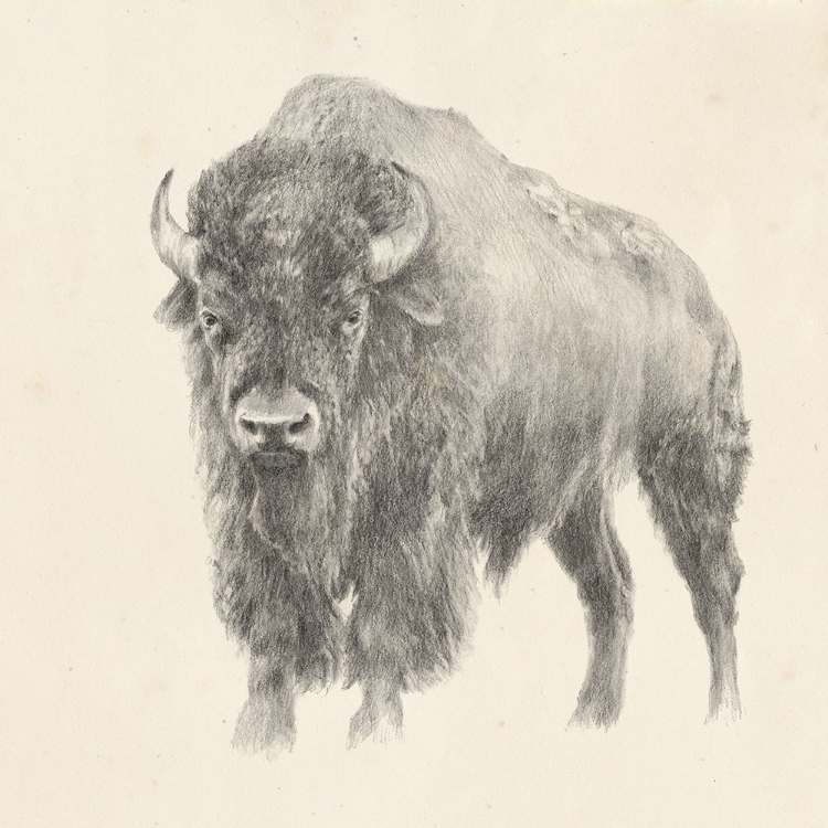 Picture of WESTERN BISON STUDY