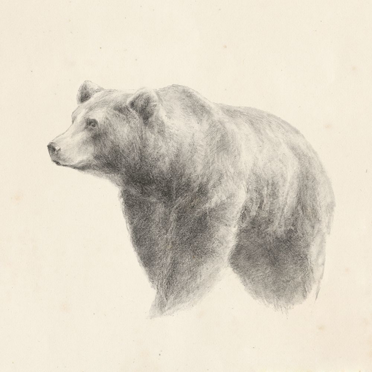 Picture of WESTERN BEAR STUDY