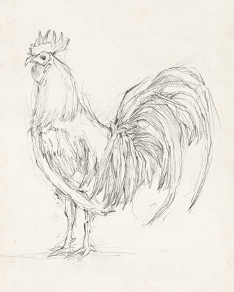 Picture of ROOSTER SKETCH II