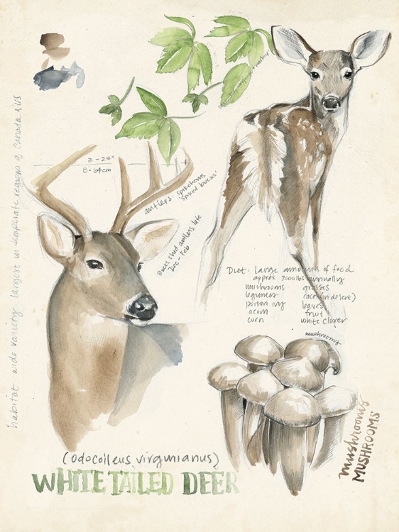 Picture of WILDLIFE JOURNALS IV