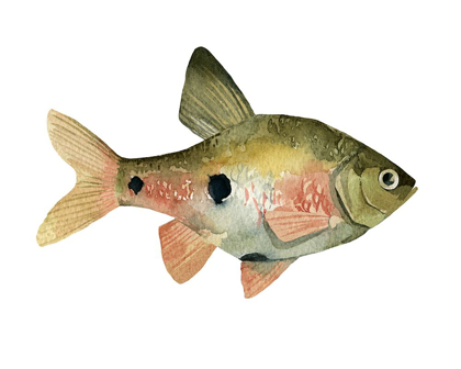 Picture of RAINBOW FISH III