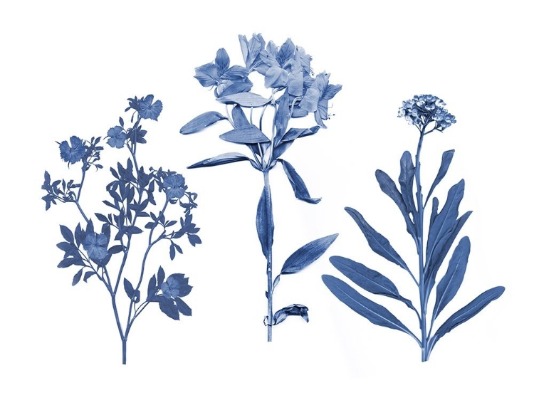 Picture of INDIGO PRESSED FLORALS II