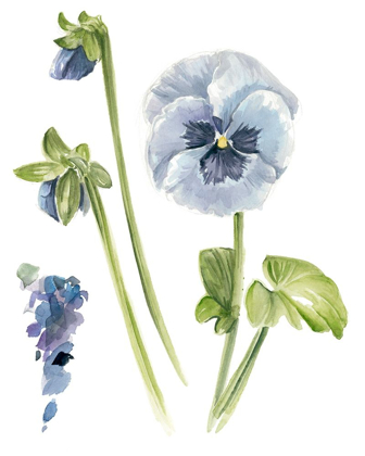 Picture of PANSY STUDY I