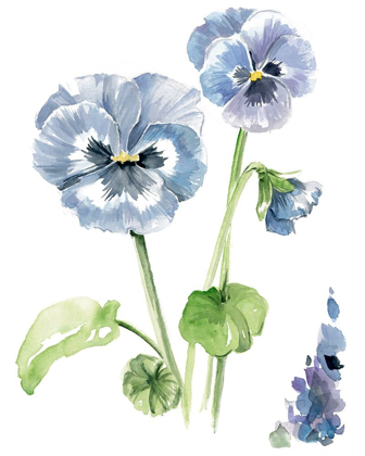 Picture of PANSY STUDY II