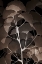 Picture of COCOA GINKO 1