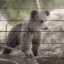 Picture of BEAR CUB 1